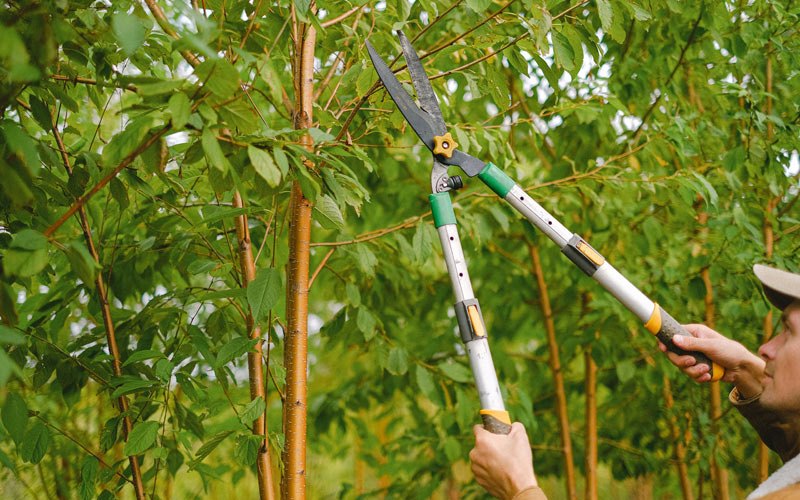 Tree trimming in Geyserville, CA